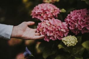 mão tocando flores